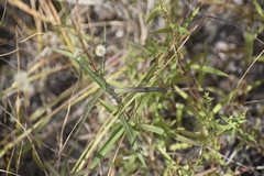 Symphyotrichum robynsianum