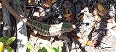 Liolaemus chiliensis