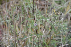 Symphyotrichum robynsianum