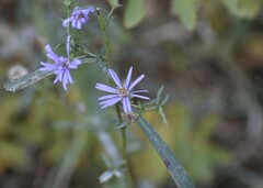 Symphyotrichum robynsianum