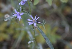 Symphyotrichum robynsianum