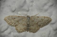 Idaea camparia