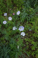 Linum komarovii