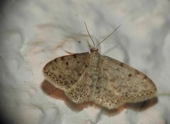 Idaea camparia