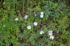 Linum komarovii