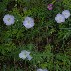Linum komarovii