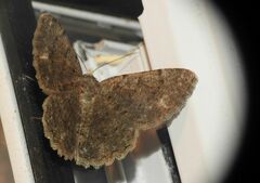 Dicrognophos sartata