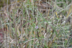 Symphyotrichum robynsianum