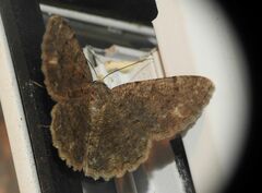 Dicrognophos sartata