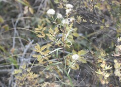 Symphyotrichum robynsianum