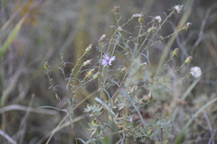 Symphyotrichum robynsianum