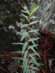 Odontites linkii cyprius