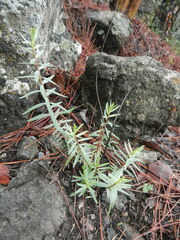 Odontites linkii cyprius
