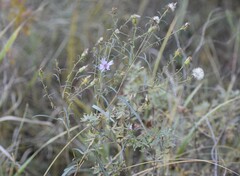 Symphyotrichum robynsianum