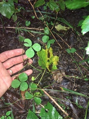Trifolium stoloniferum