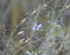 Symphyotrichum robynsianum