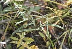 Symphyotrichum robynsianum
