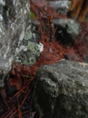 Odontites linkii cyprius