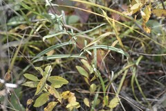 Symphyotrichum robynsianum