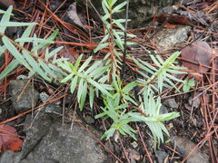 Odontites linkii cyprius