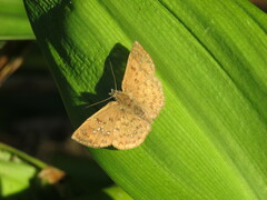 Carrhenes callipetes