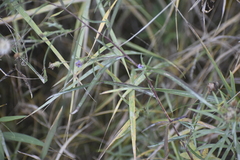 Symphyotrichum robynsianum