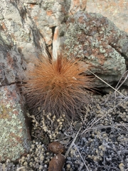 Echinocereus reichenbachii baileyi