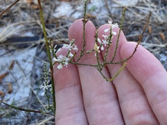Polygonella gracilis