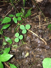 Trifolium stoloniferum