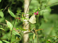 Phoebis neocypris