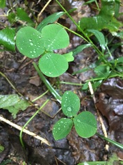 Trifolium stoloniferum