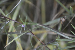 Symphyotrichum robynsianum