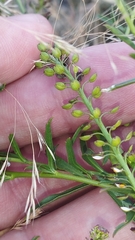 Lepidium africanum