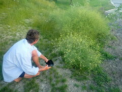 Sisymbrium altissimum