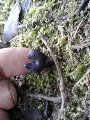 Helvella lacunosa