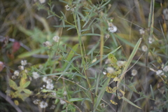 Symphyotrichum robynsianum