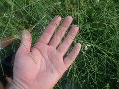 Sisymbrium altissimum