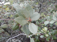 Quercus alnifolia