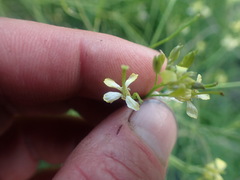 Sisymbrium altissimum
