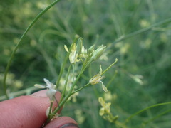 Sisymbrium altissimum