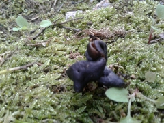 Helvella lacunosa