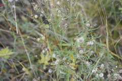 Symphyotrichum robynsianum