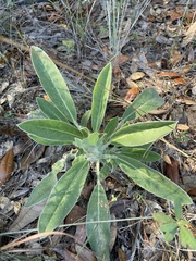 Lupinus villosus