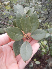 Quercus alnifolia