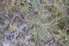 Symphyotrichum robynsianum