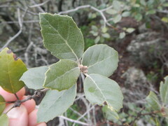 Quercus alnifolia