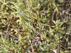Symphyotrichum robynsianum