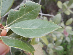 Quercus alnifolia