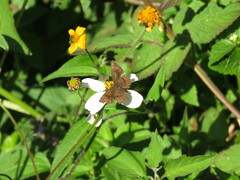 Riodinidae