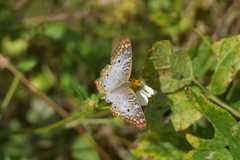 Anartia jatrophae
